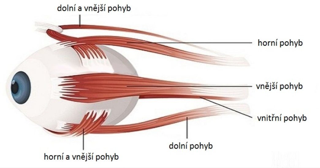4 očné cvičenia, ktoré vám zlepšia kvalitu zraku a vy sa vyhnete náročnej operácii očí