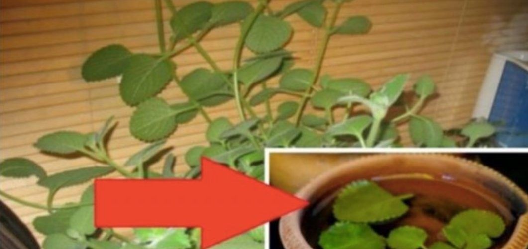 Táto kvetina bola len na okrasu. Nikto netušil, že má také účinky. Niekoľko listov na radiátore a budete ako vymenení