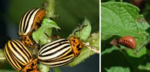 Toto radím všetkým, ktorým nebaví ručne zbierať mandelinky: Všetko vyrieši jednoduchý postrek