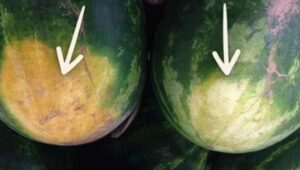 Ak chcete vybrať vynikajúci melón, nemusíte naň klopať: 4 tipy od pestovateľov melónov – stačí jeden pohľad a hneď viete, ktorý kúpiť!