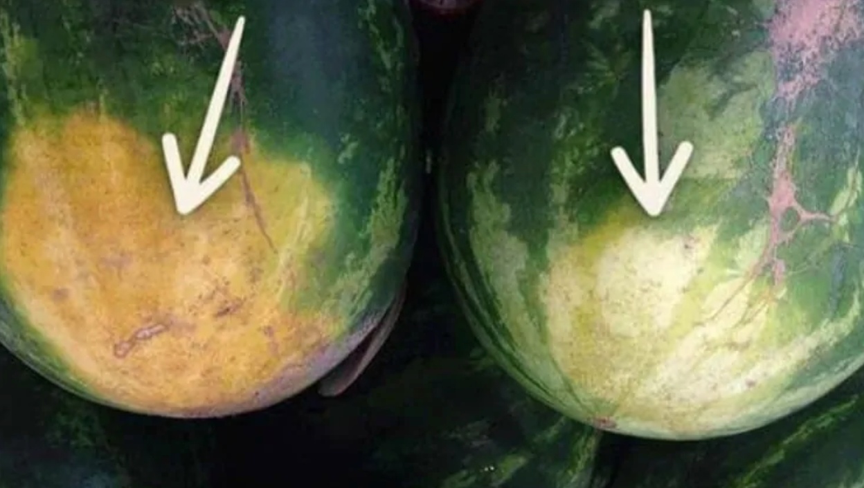 Ak chcete vybrať vynikajúci melón, nemusíte naň klopať: 4 tipy od pestovateľov melónov – stačí jeden pohľad a hneď viete, ktorý kúpiť!