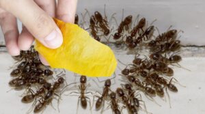 Domáci trik, ako sa zbaviť mravcov na chate i v záhrade: Len položím na zem a na druhý deň mravce už nie sú!