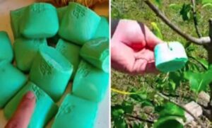 Prečo zavesiť mydlo do záhrady? Tento trik vás prekvapí!