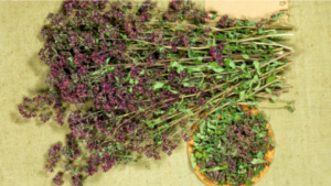 Jedna z nejzdravějších bylin našich babiček s léčivými účinky