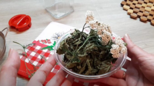 Řebříček obecný