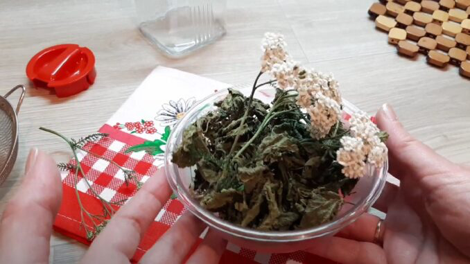 Řebříček obecný