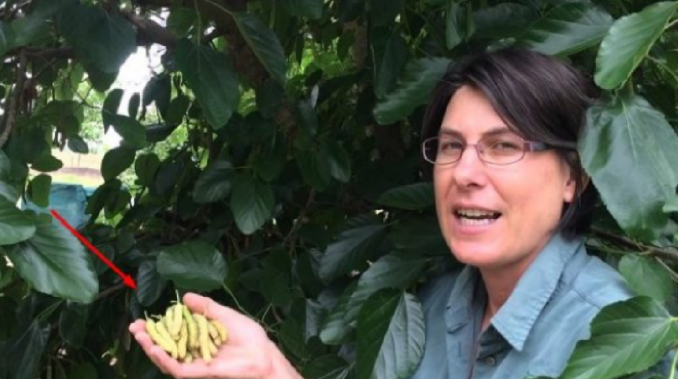 Moruša biela: Prírodný liek na vysoký tlak, cukrovku a srdcové choroby