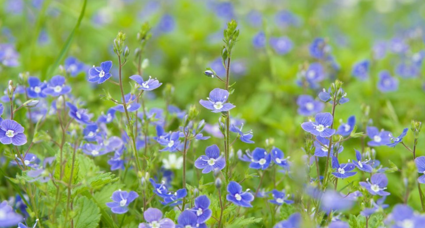 Rozrazil lékařský