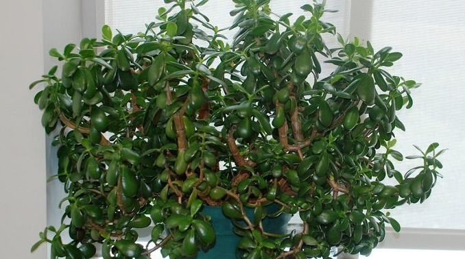 Tučnolist: Zázračná rostlina